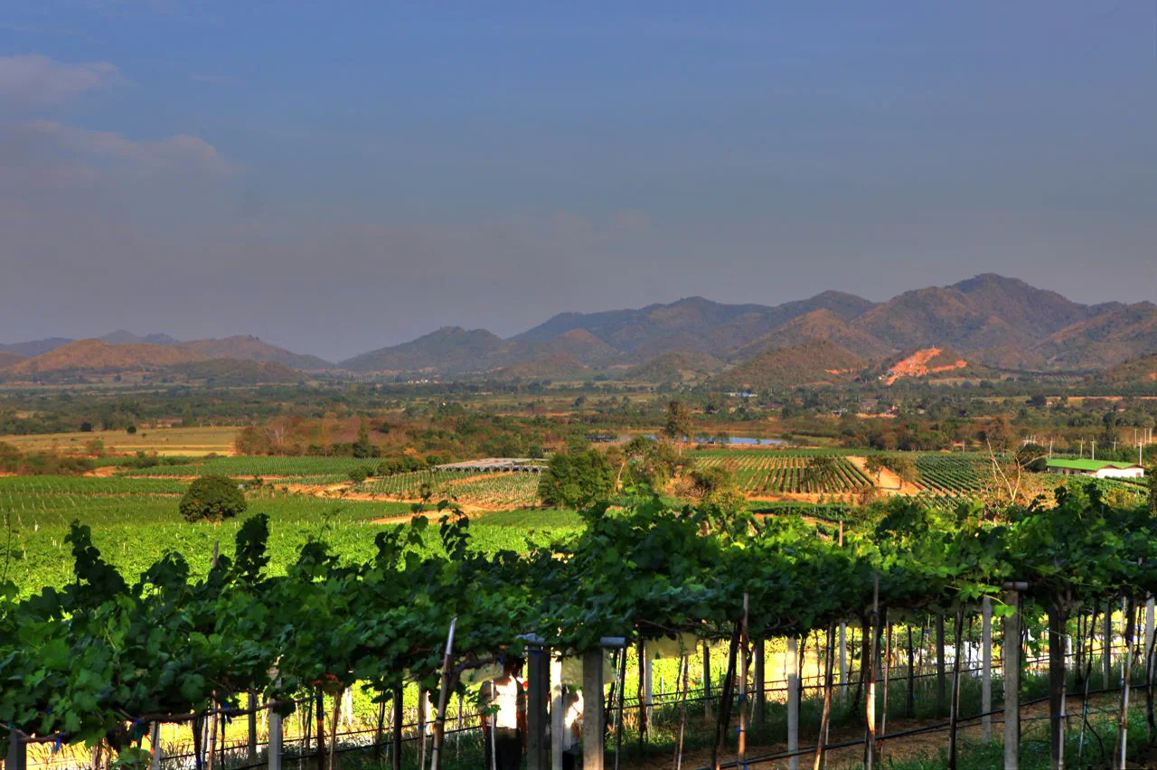 Hua Hin Hills Vineyard