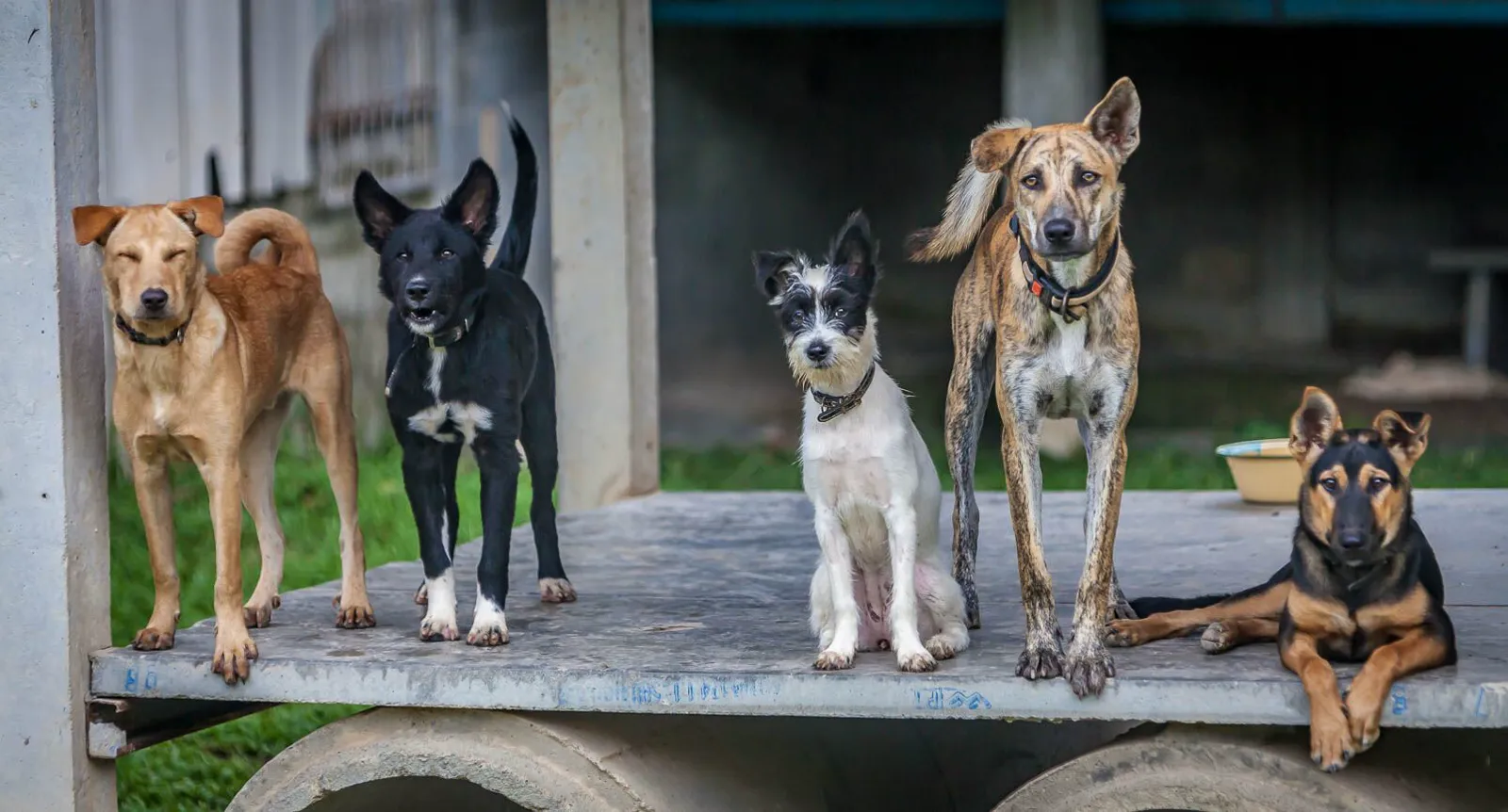 Lanta Animal Welfare